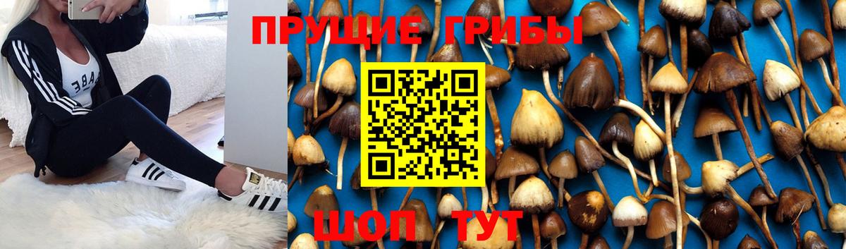 хочу   Вход с VPN  Кондопога  Галлюциногенные грибы Cubensis 